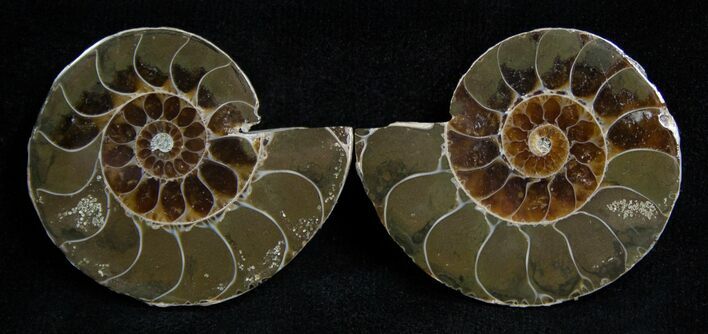 Small Desmoceras Ammonite Pair #2203